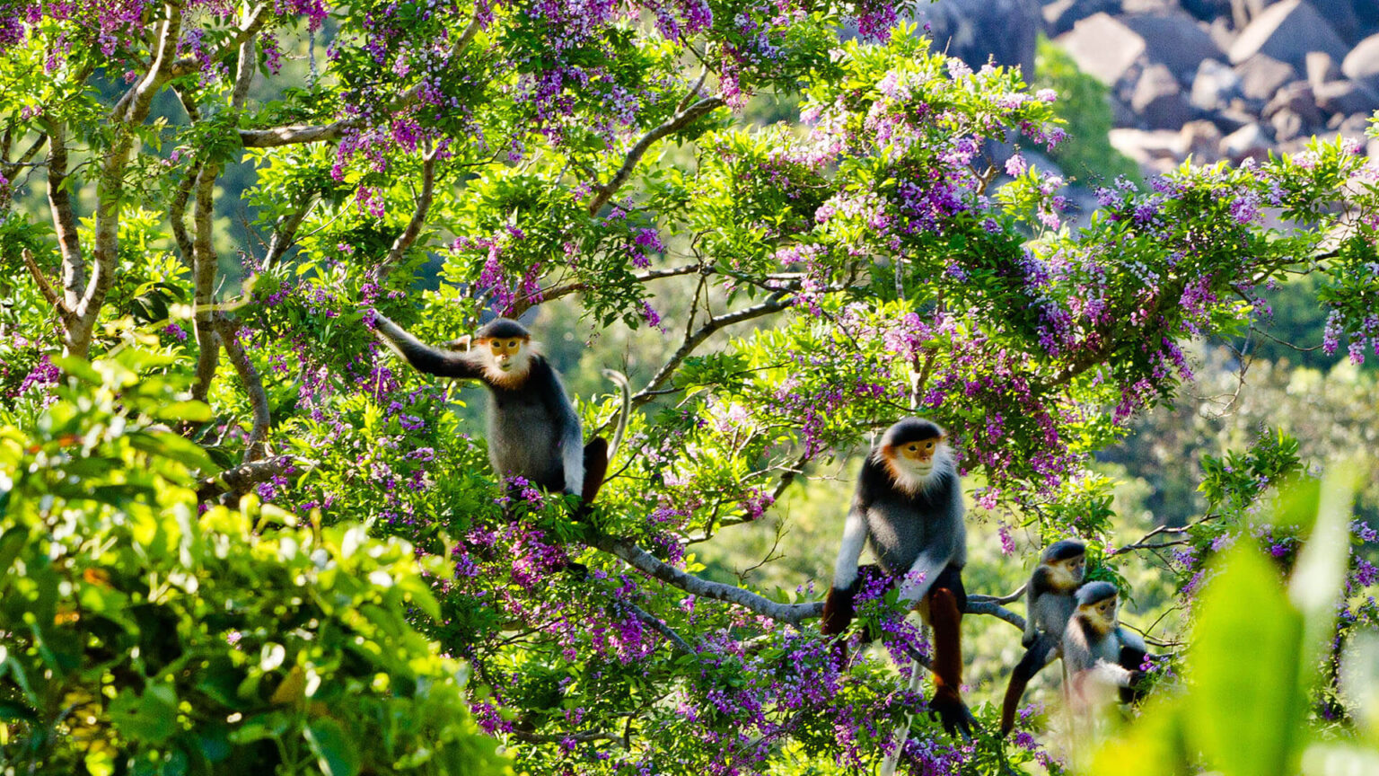 Tổng quan về Voọc chà vá chân nâu (Pygathrix nemaeus)